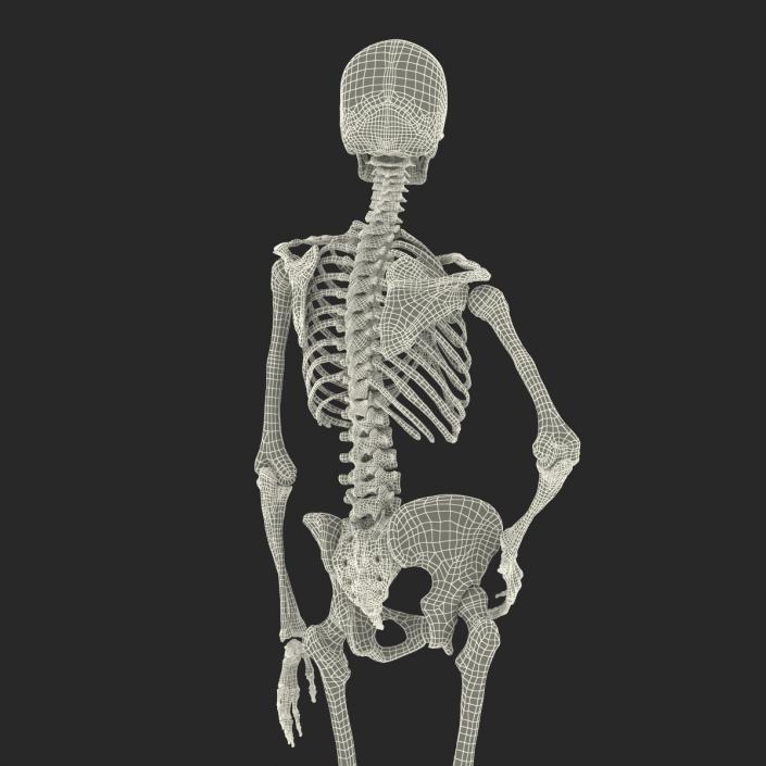 3D Human Female Skeleton Pose 2 model