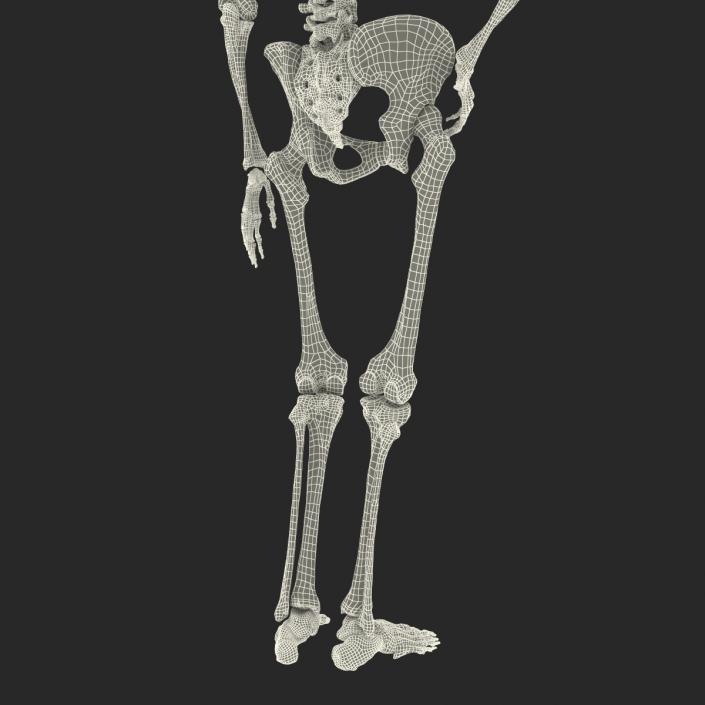 3D Human Female Skeleton Pose 2 model