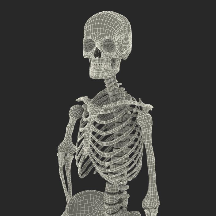 3D Human Female Skeleton Pose 2 model