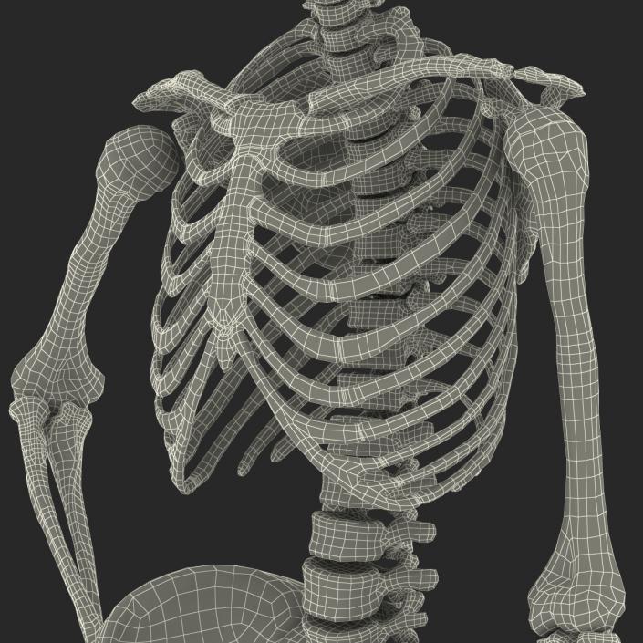 3D Human Female Skeleton Pose 2 model