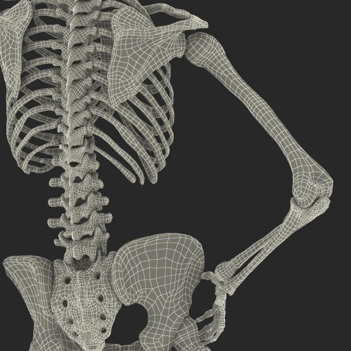 3D Human Female Skeleton Pose 2 model