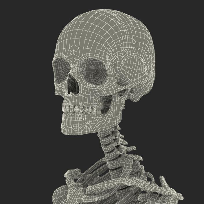 3D Human Female Skeleton Pose 2 model