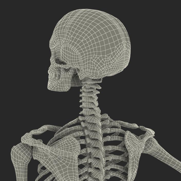 3D Human Female Skeleton Pose 2 model