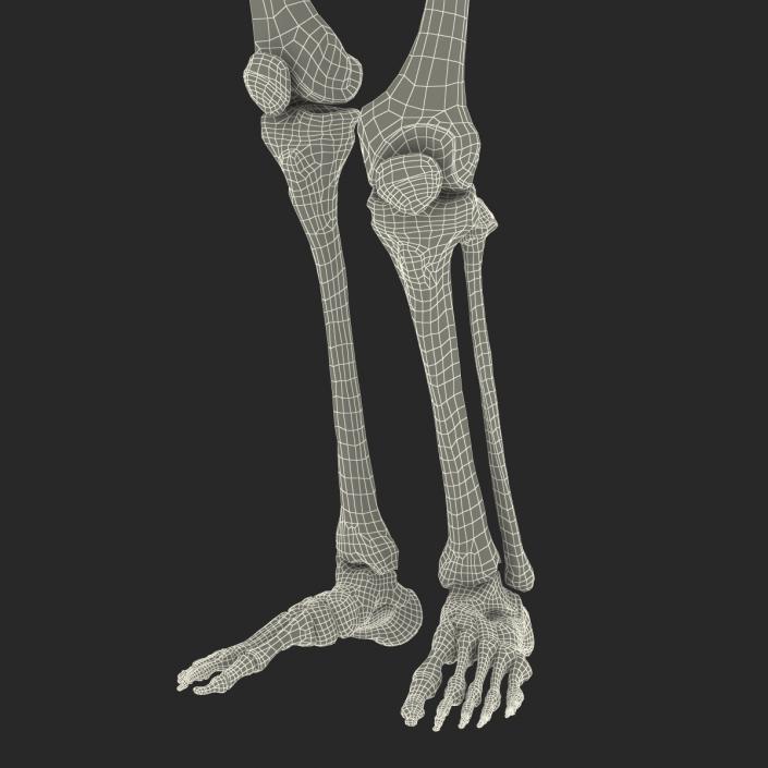 3D Human Female Skeleton Pose 2 model