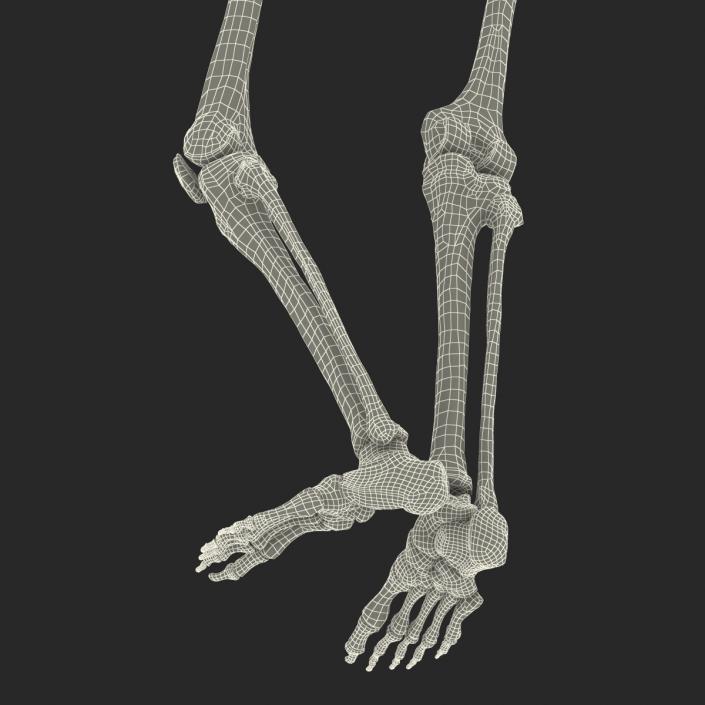 3D Human Female Skeleton Pose 2 model