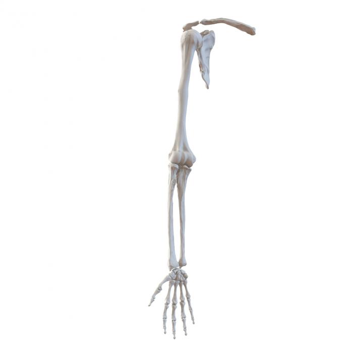 3D model Human Arm Bones