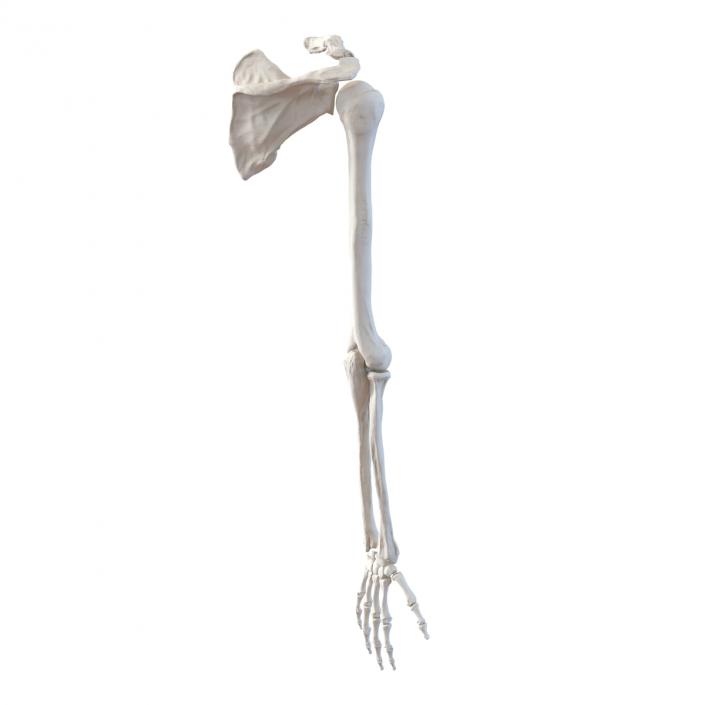 3D model Human Arm Bones