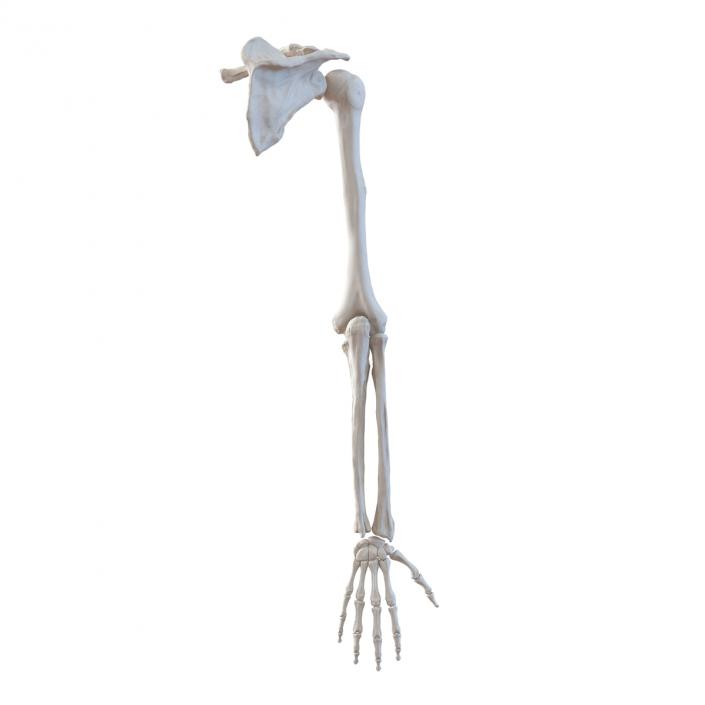 3D model Human Arm Bones