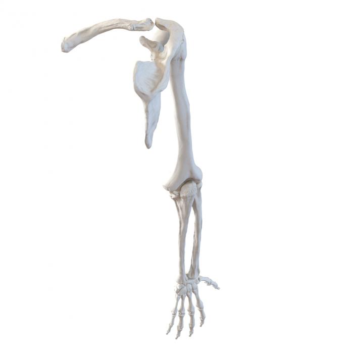 3D model Human Arm Bones