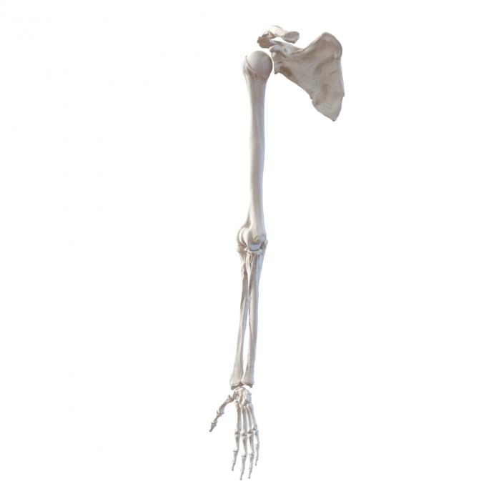 3D model Human Arm Bones