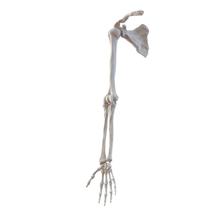 3D model Human Arm Bones