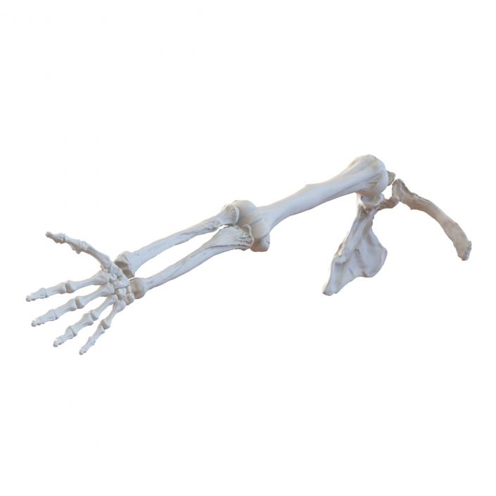 3D model Human Arm Bones