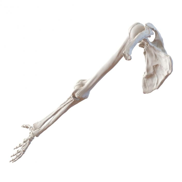 3D model Human Arm Bones