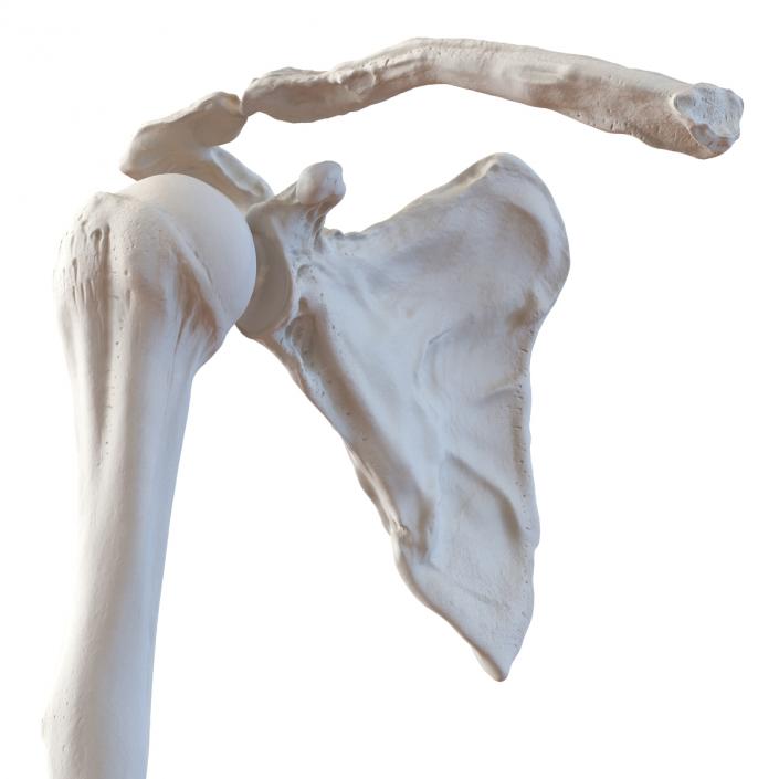 3D model Human Arm Bones