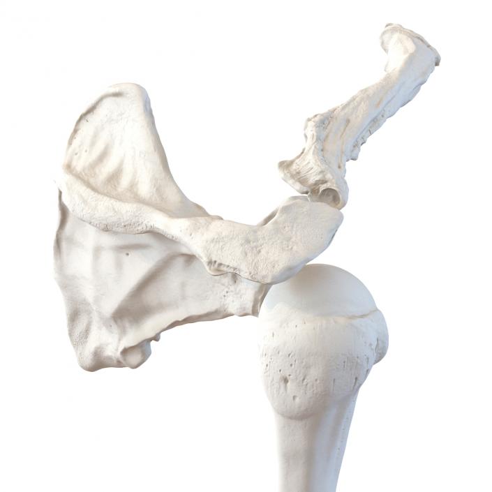 3D model Human Arm Bones