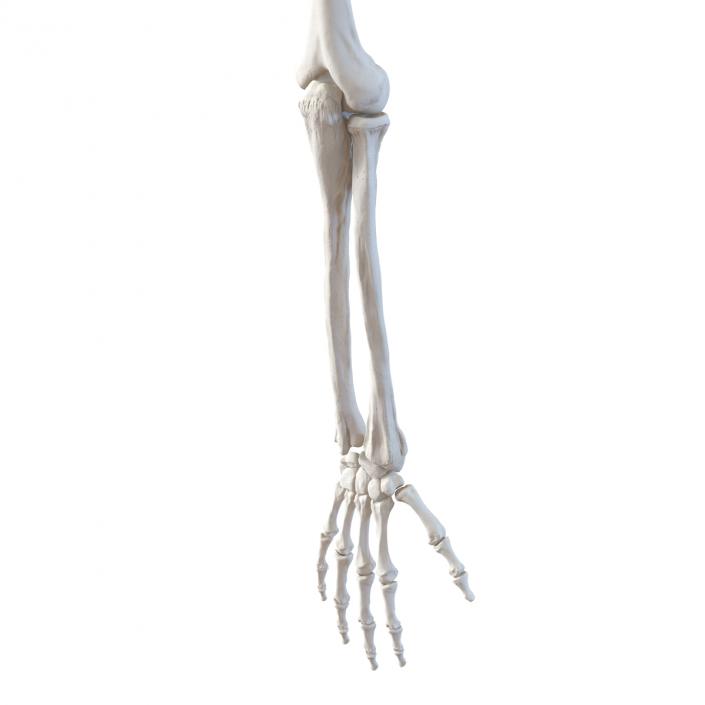 3D model Human Arm Bones