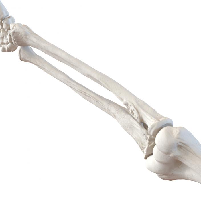 3D model Human Arm Bones