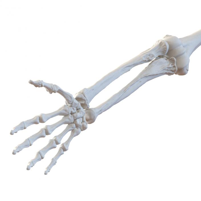 3D model Human Arm Bones