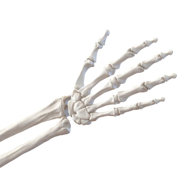 3D model Human Arm Bones