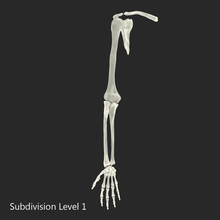 3D model Human Arm Bones