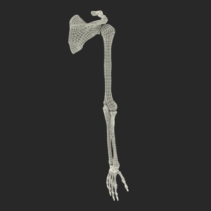 3D model Human Arm Bones