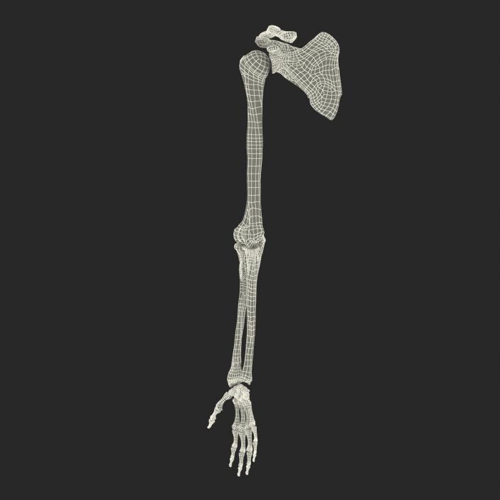 3D model Human Arm Bones