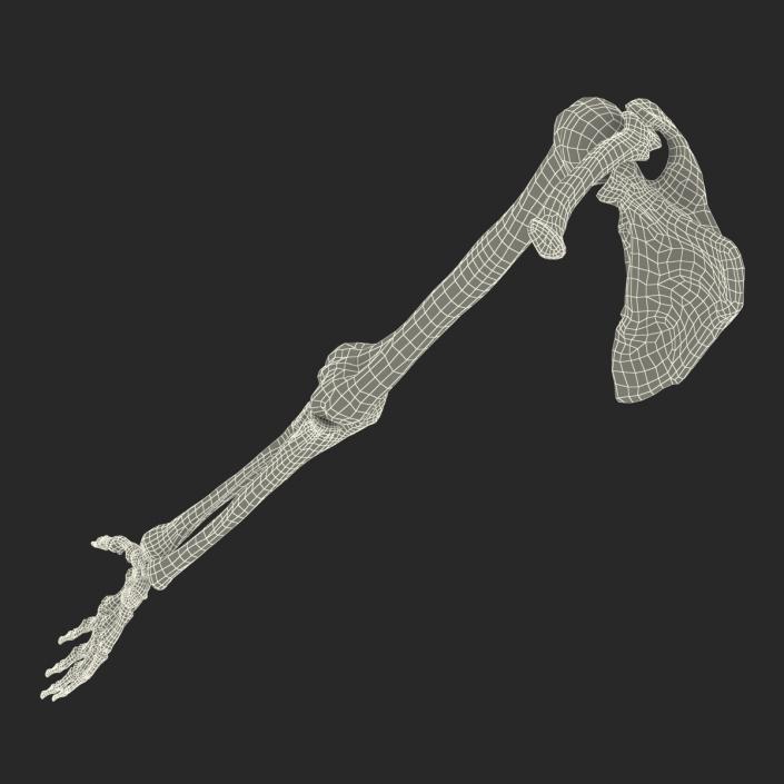 3D model Human Arm Bones