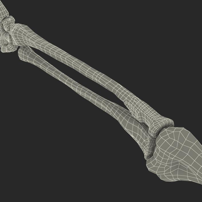 3D model Human Arm Bones