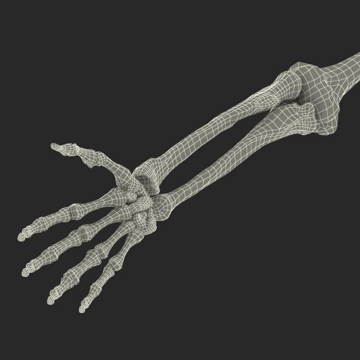 3D model Human Arm Bones