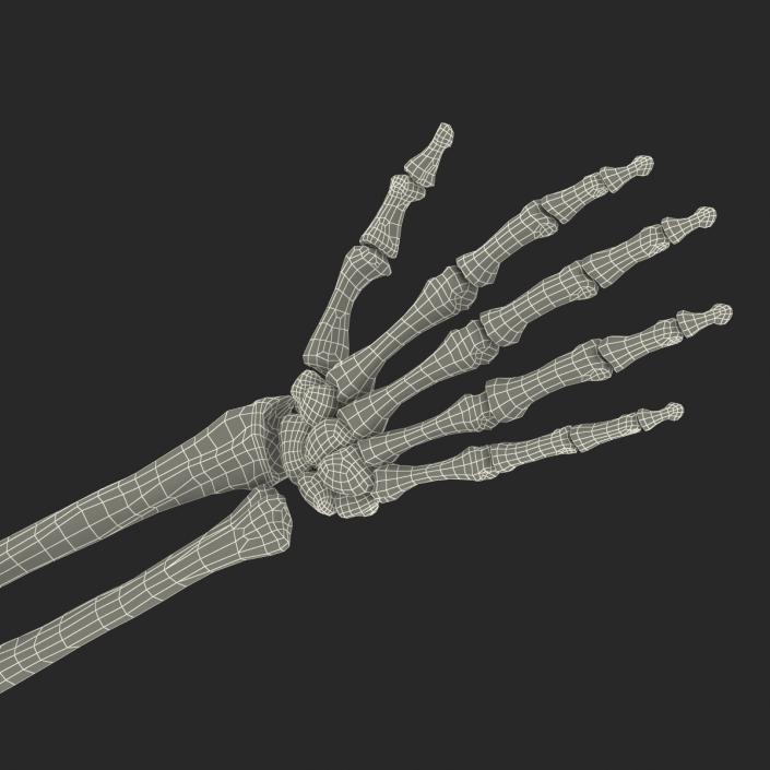 3D model Human Arm Bones