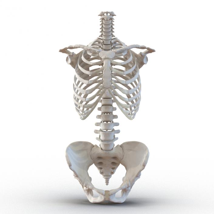 3D Female Torso Skeleton