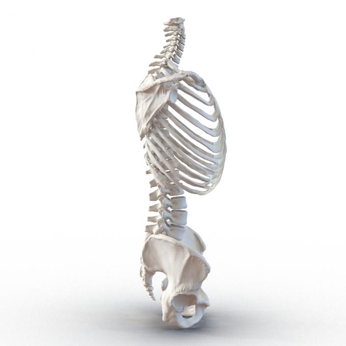 3D Female Torso Skeleton