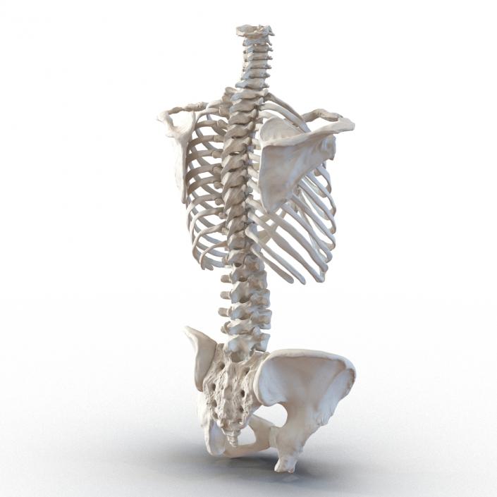 3D Female Torso Skeleton