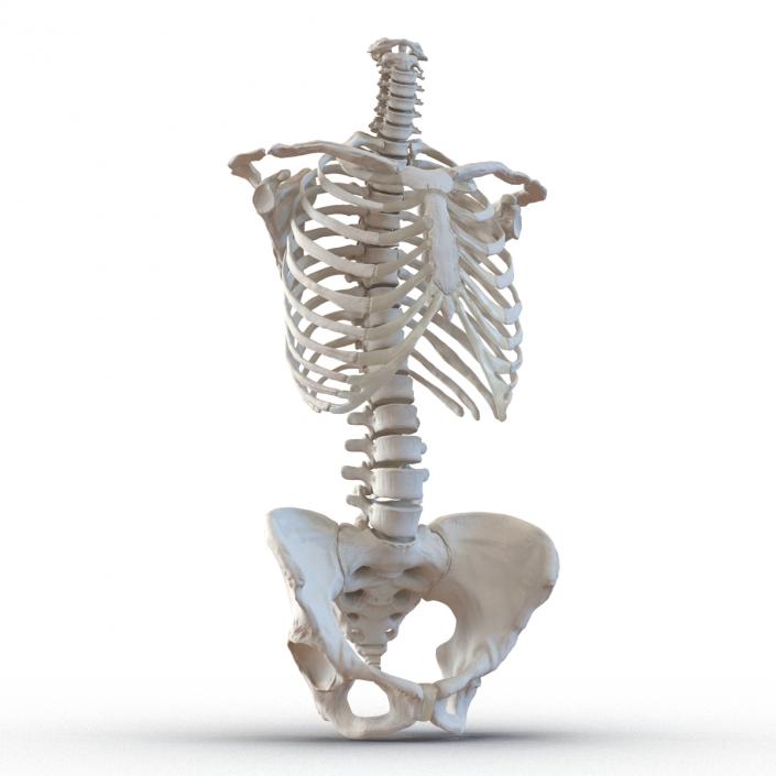 3D Female Torso Skeleton