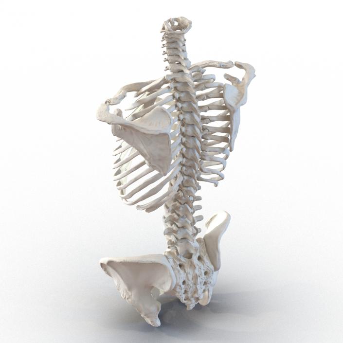 3D Female Torso Skeleton