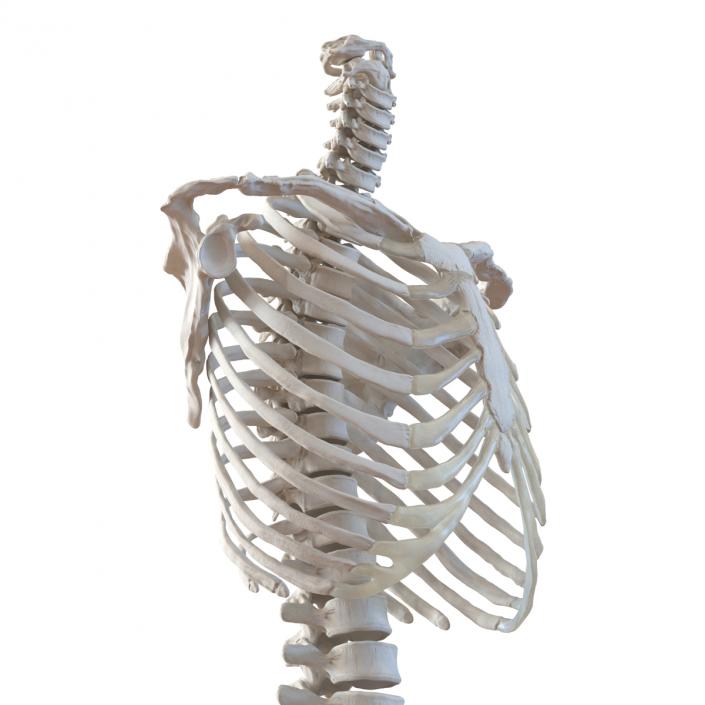 3D Female Torso Skeleton