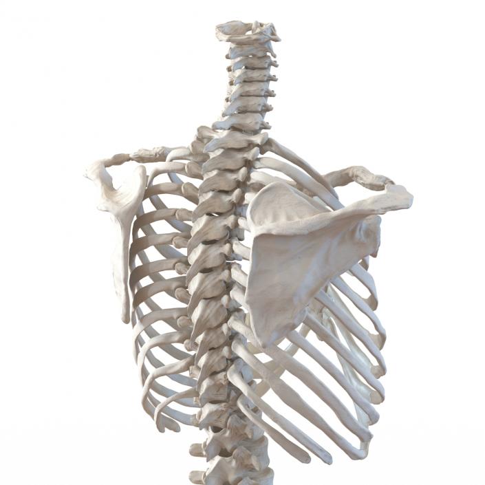 3D Female Torso Skeleton