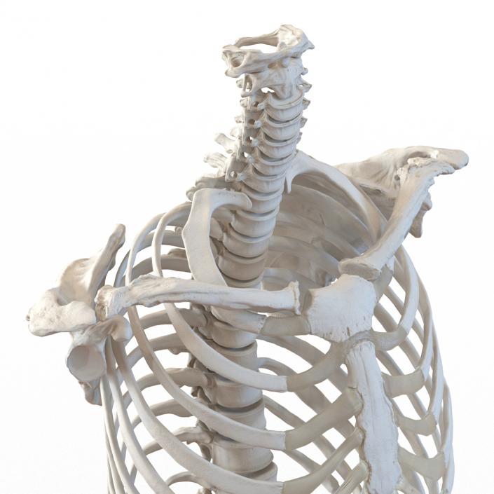 3D Female Torso Skeleton