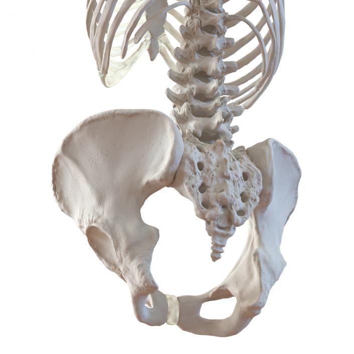 3D Female Torso Skeleton