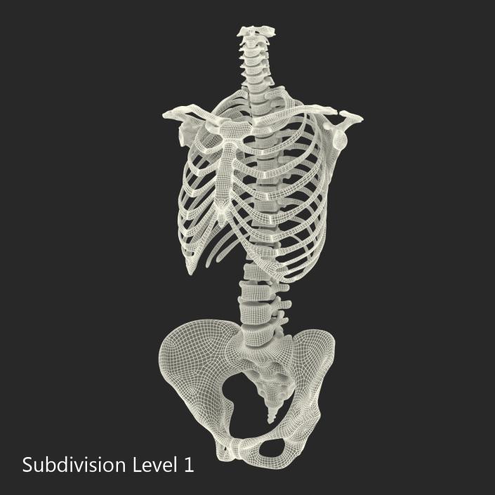 3D Female Torso Skeleton