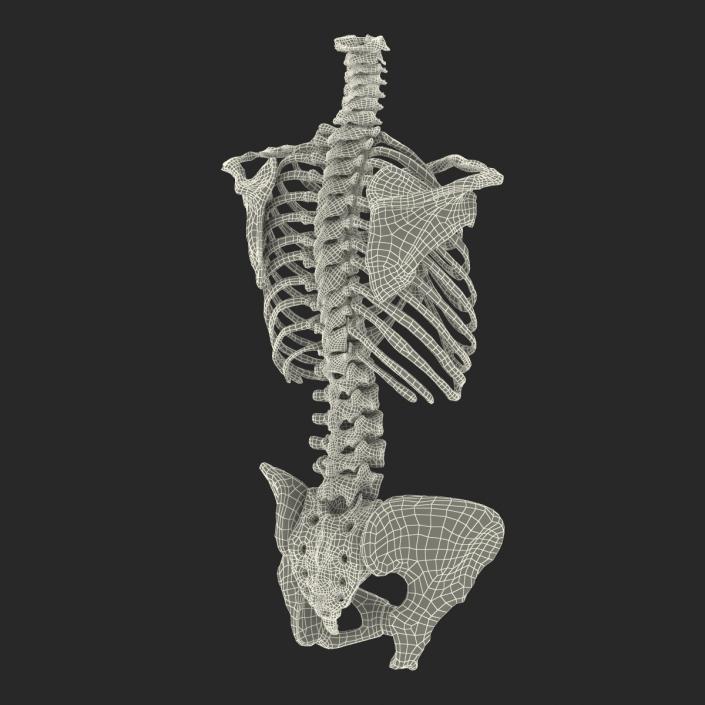 3D Female Torso Skeleton