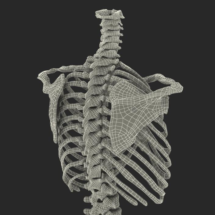 3D Female Torso Skeleton