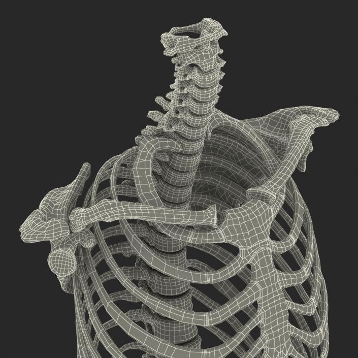 3D Female Torso Skeleton