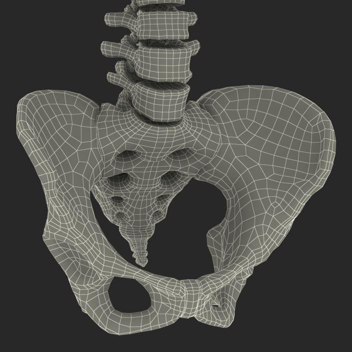 3D Female Torso Skeleton