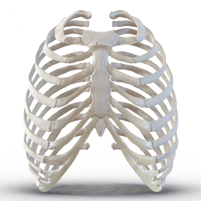 3D Female Ribcage Skeleton model