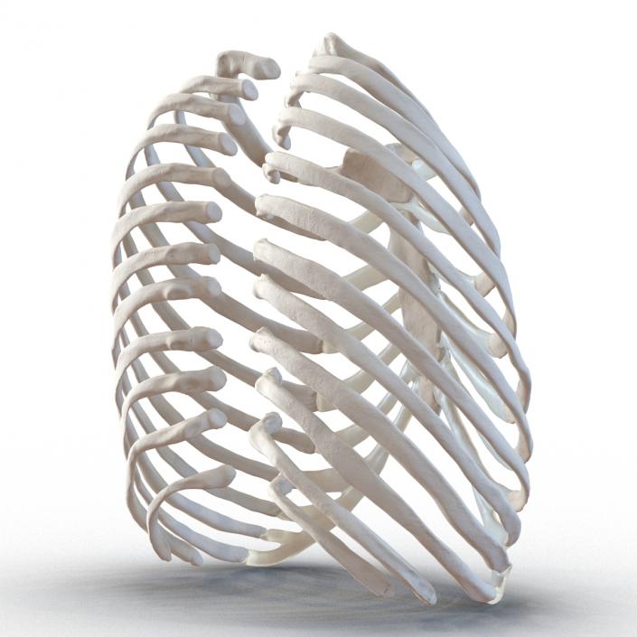 3D Female Ribcage Skeleton model