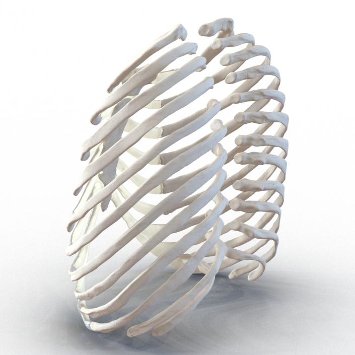 3D Female Ribcage Skeleton model