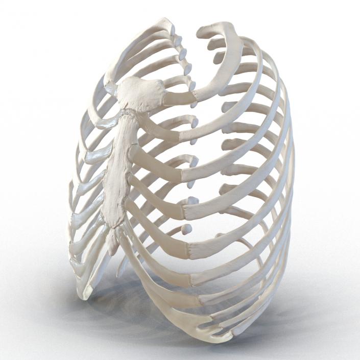 3D Female Ribcage Skeleton model