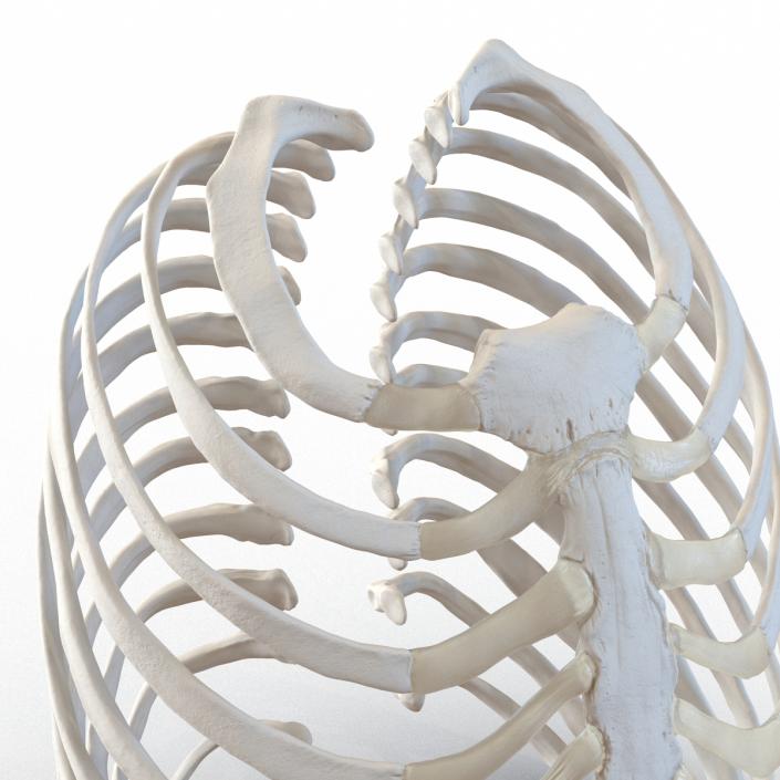 3D Female Ribcage Skeleton model