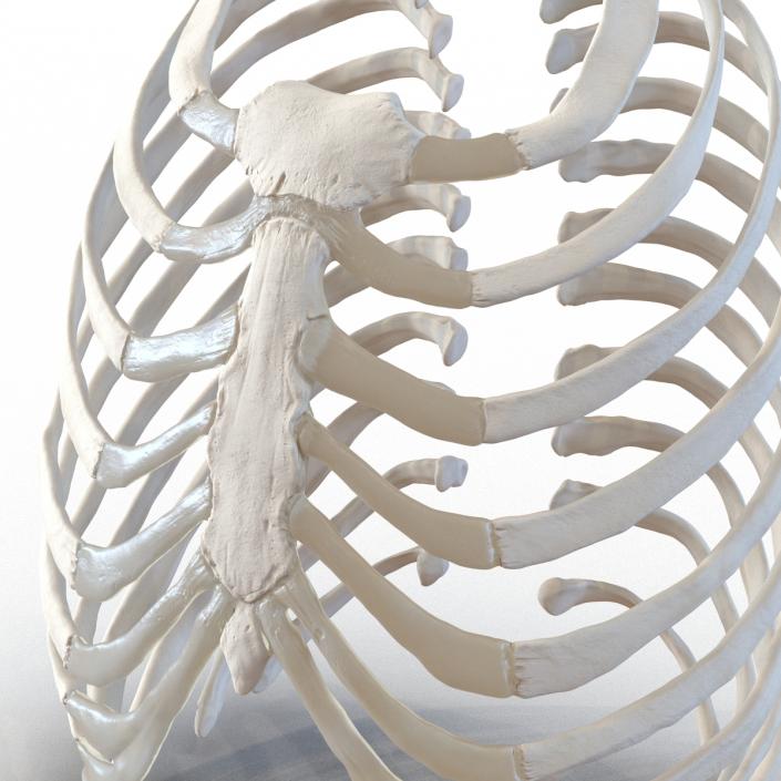 3D Female Ribcage Skeleton model